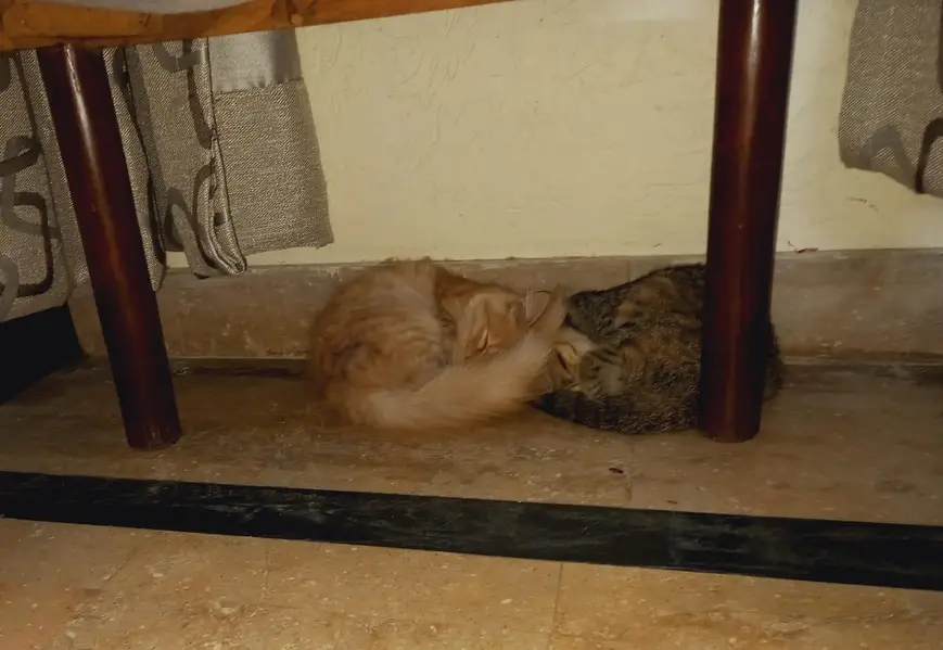 Persian Cats Pair Up For Adoption — photo 4