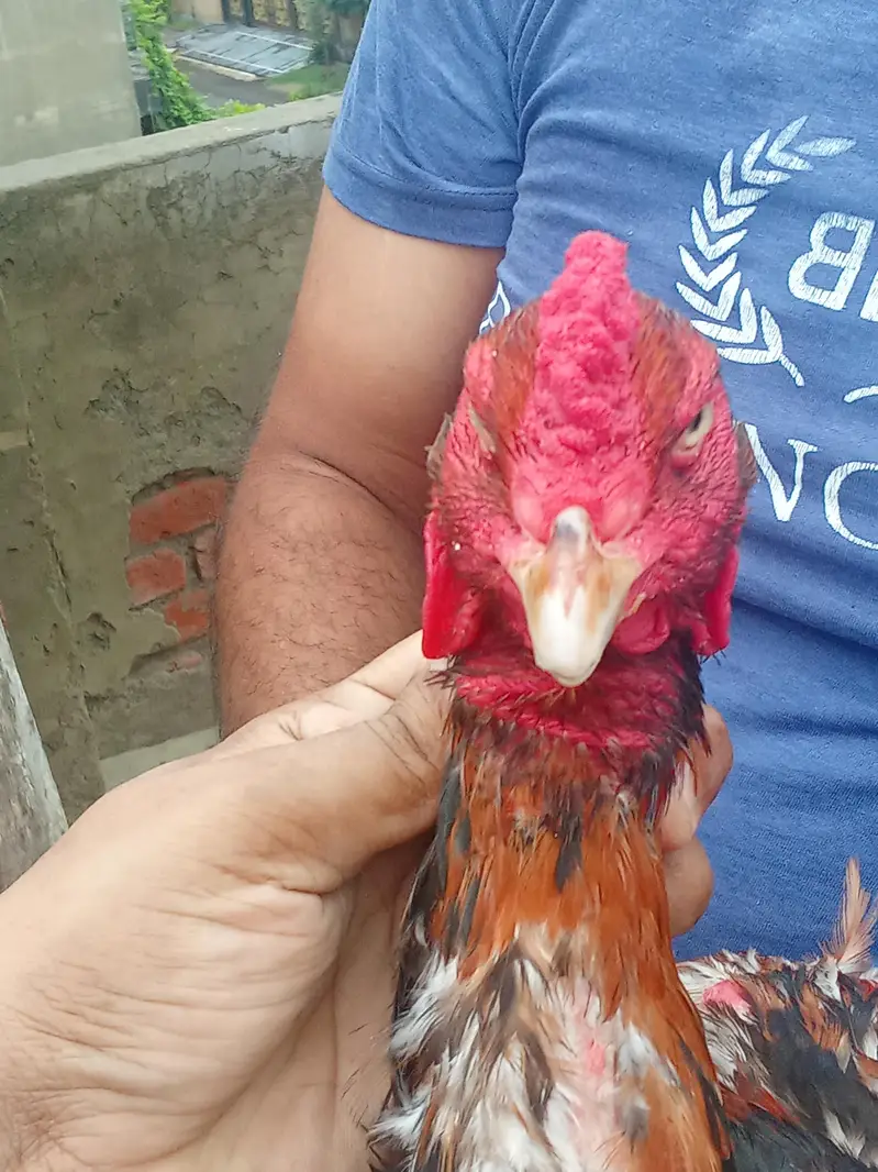 PURE PEELLAA LAKHA — photo 2