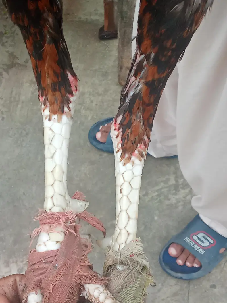 PURE PEELLAA LAKHA — photo 3