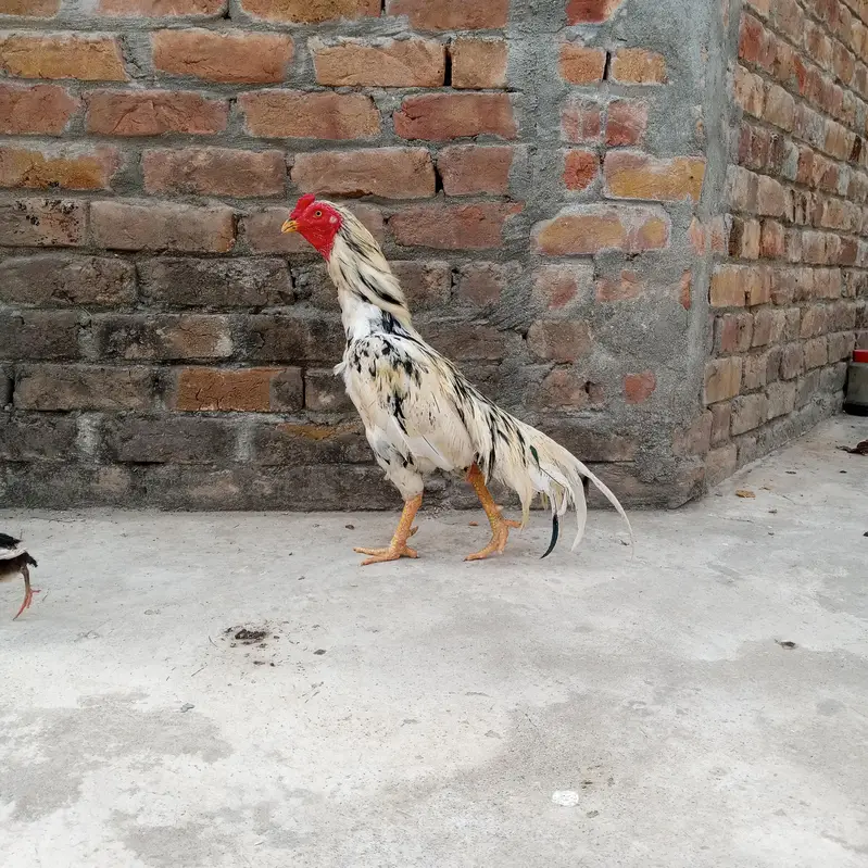Aseel mianwali Patha murga — photo 3