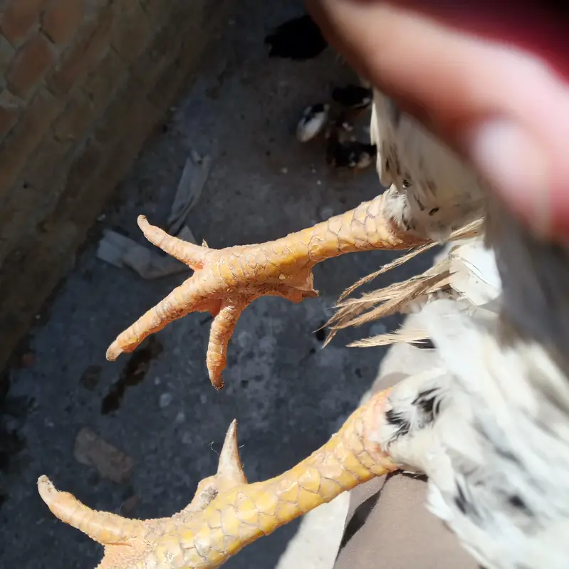 Aseel mianwali Patha murga — photo 4