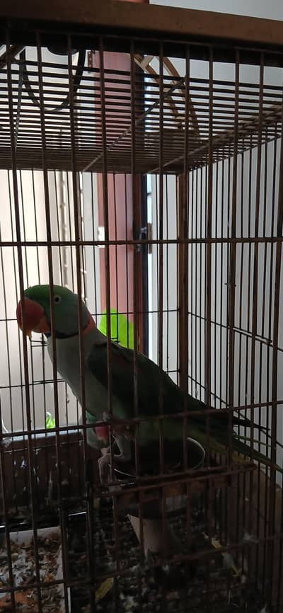 Raw breeder pair for sale