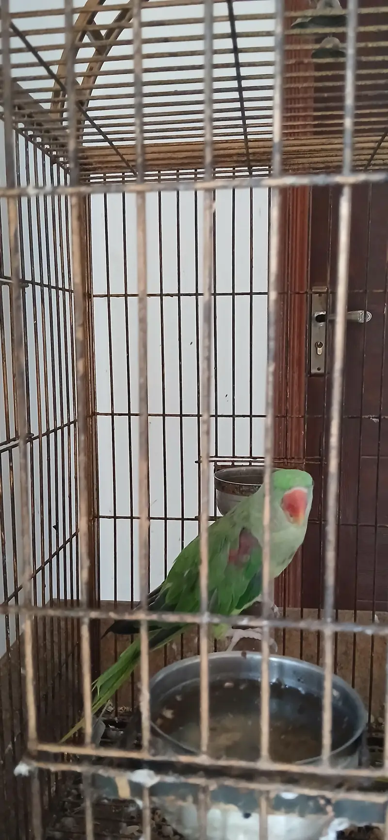 Raw breeder pair for sale — photo 2