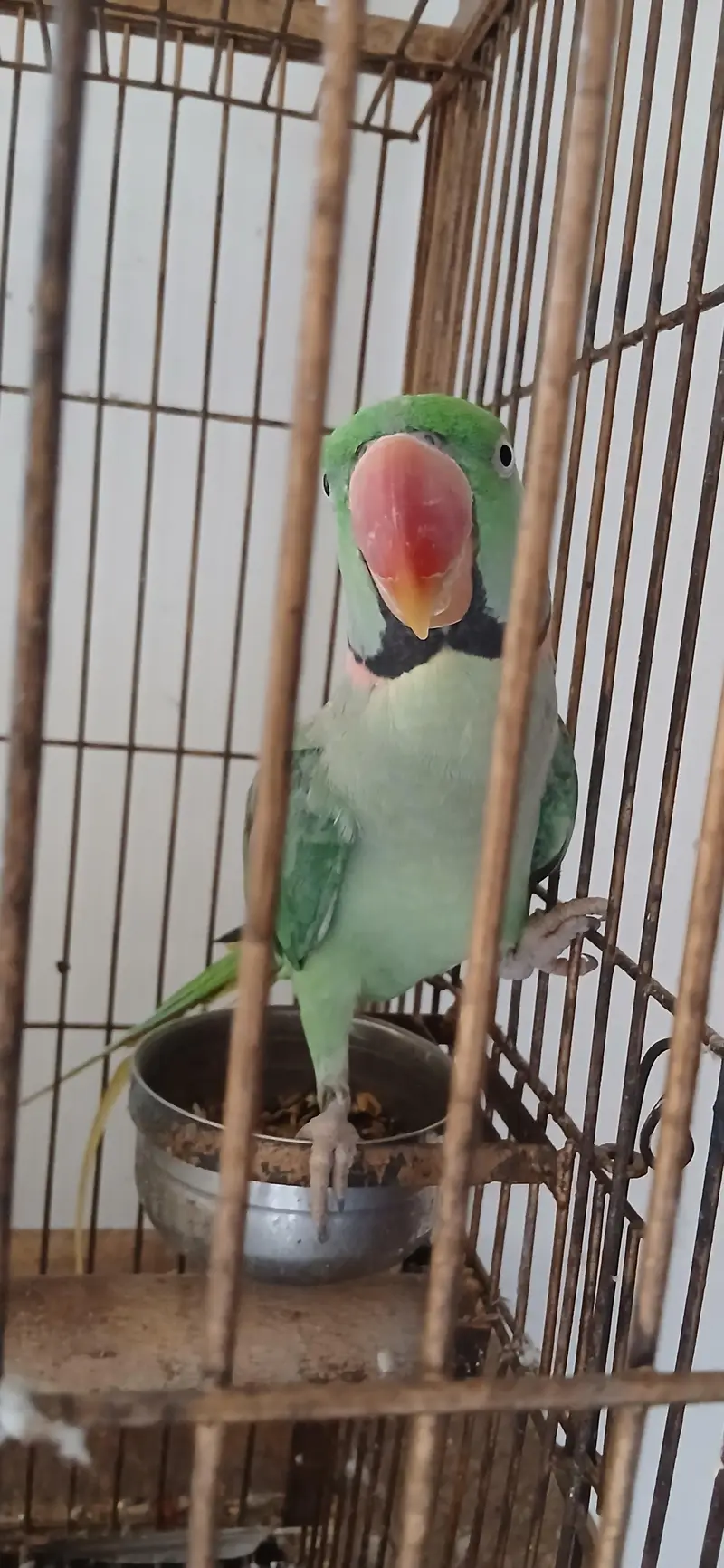 Raw breeder pair for sale — photo 3