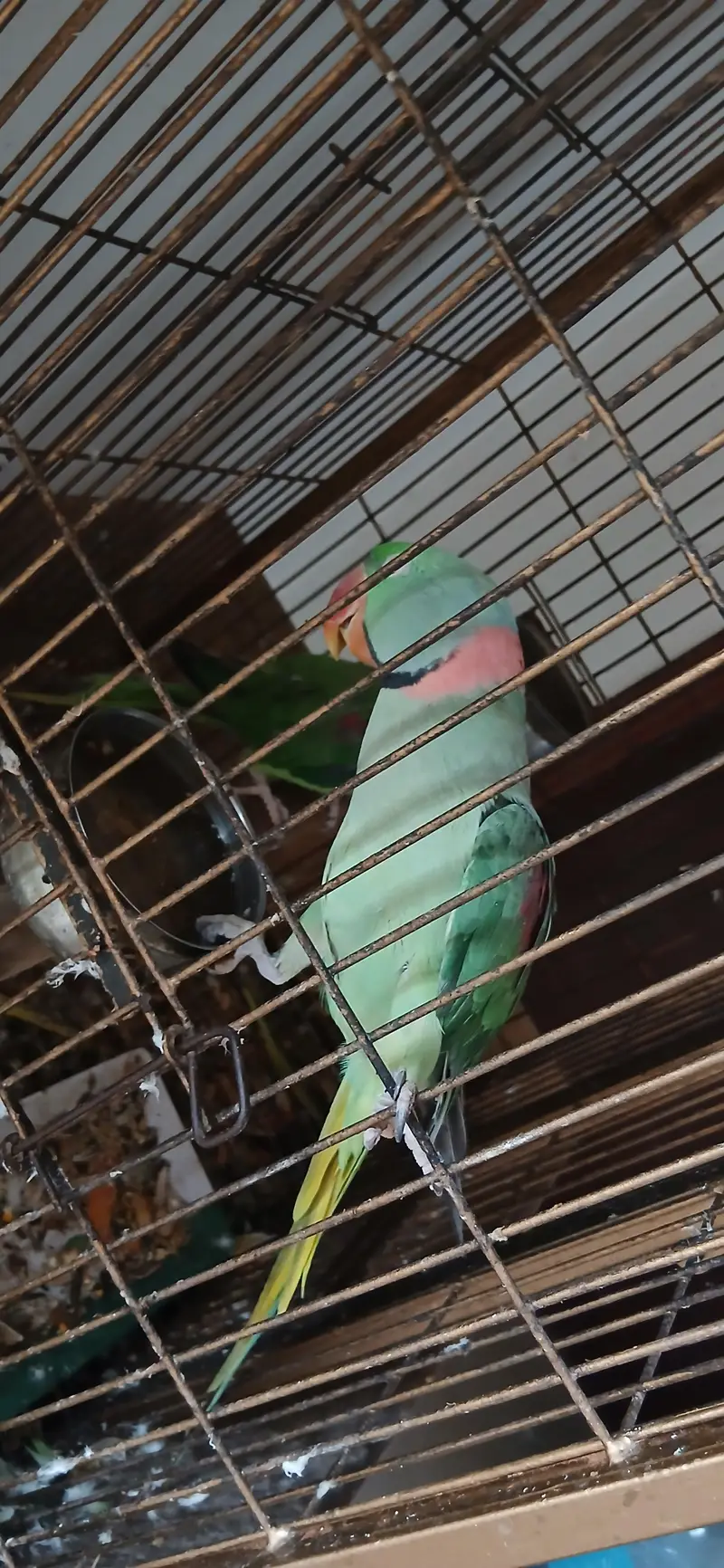 Raw breeder pair for sale — photo 5