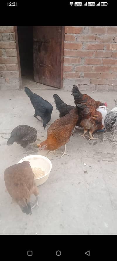 Hens desi