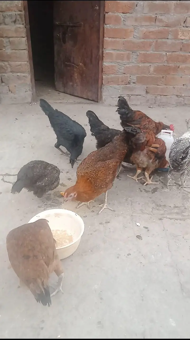 Hens desi — photo 2