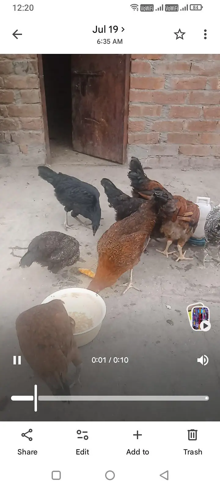 Hens desi — photo 3