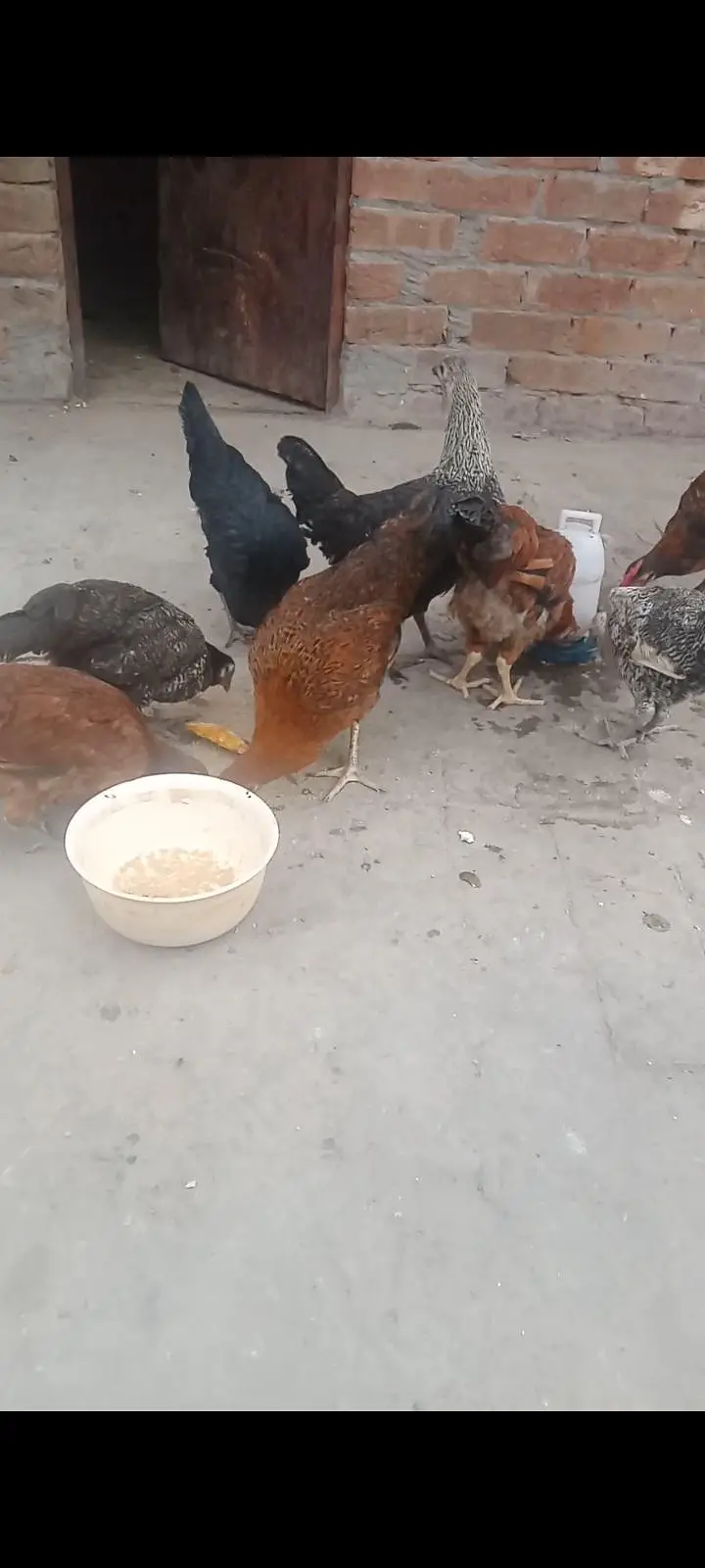 Hens desi — photo 4