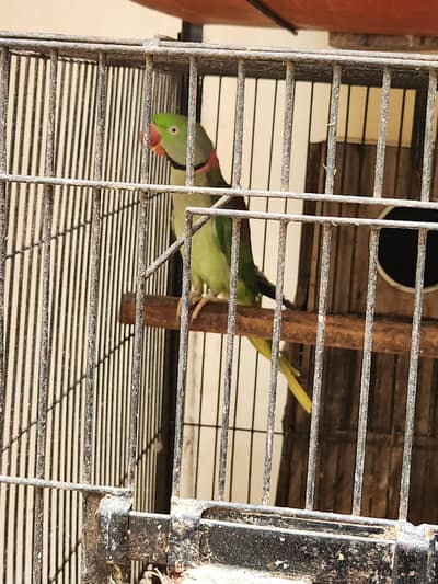 Alexandrine Raw Parrot Jumbo (Breeder Pairs)