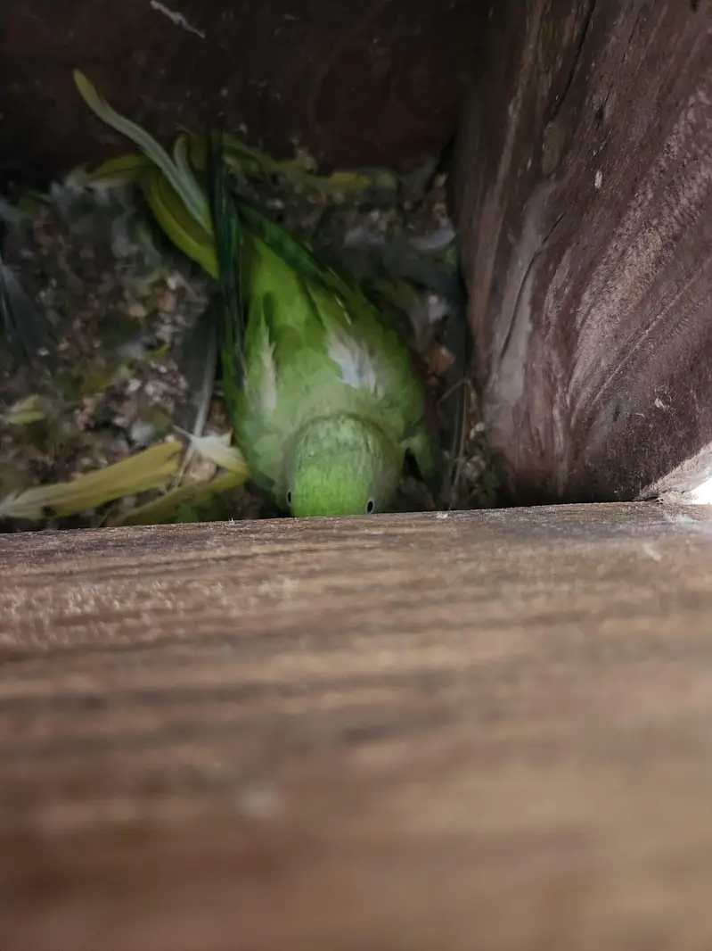 Alexandrine Raw Parrot Jumbo (Breeder Pairs) — photo 2