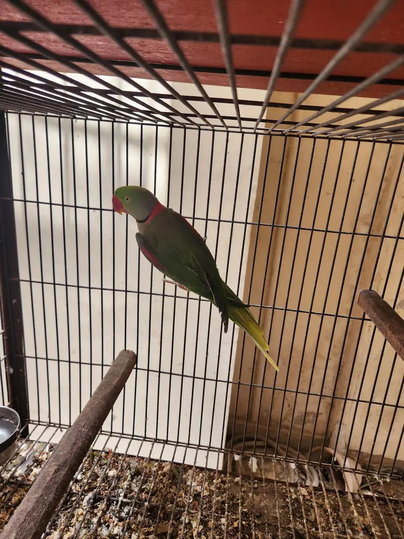 Alexandrine Raw Parrot Jumbo (Breeder Pairs) — photo 3