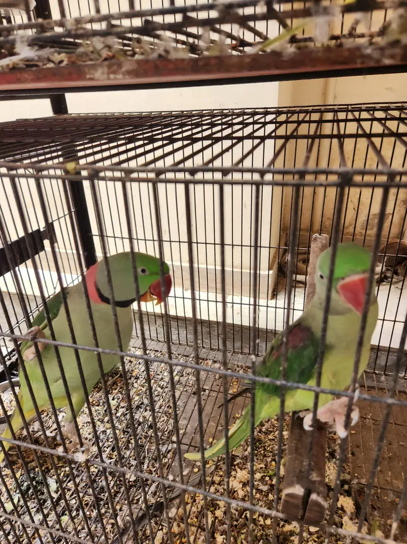 Alexandrine Raw Parrot Jumbo (Breeder Pairs) — photo 4