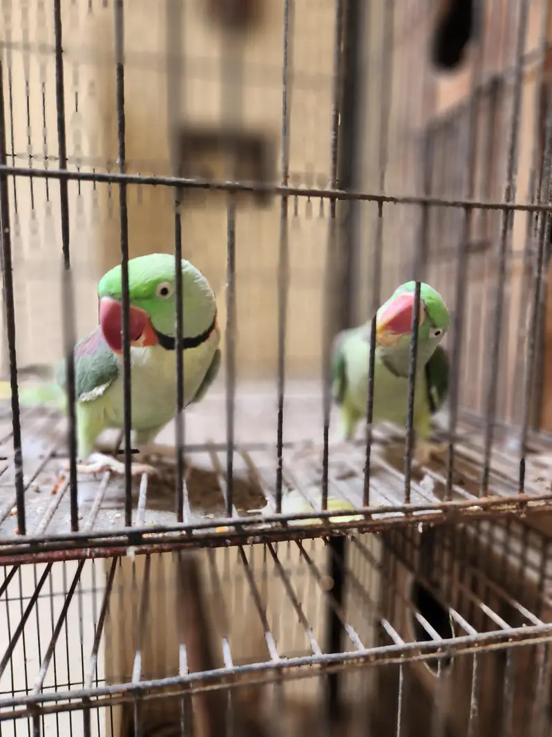 Alexandrine Raw Parrot Jumbo (Breeder Pairs) — photo 5