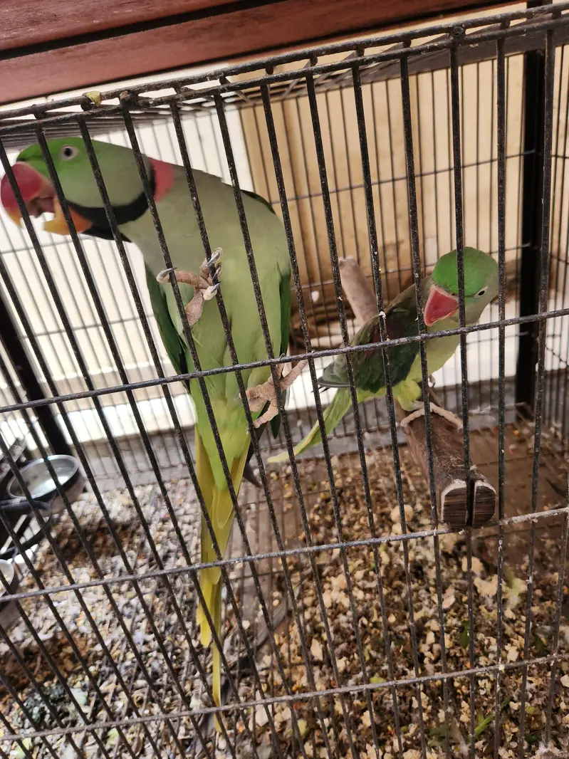 Alexandrine Raw Parrot Jumbo (Breeder Pairs) — photo 6