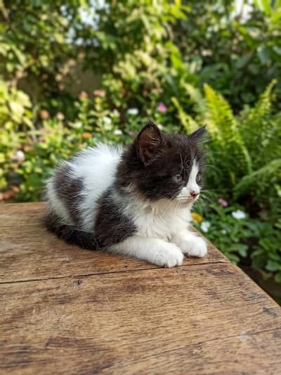 a cute Persian kitten for sale