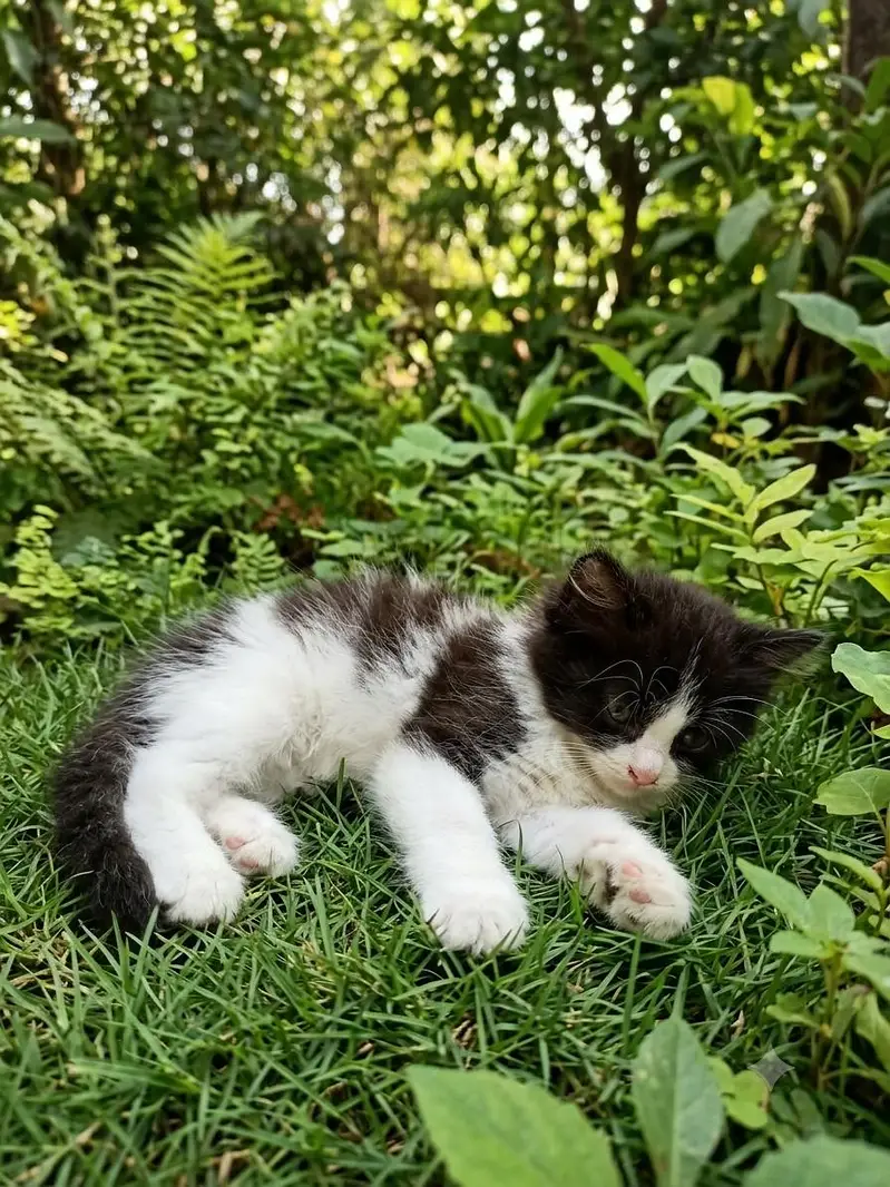a cute Persian kitten for sale — photo 2
