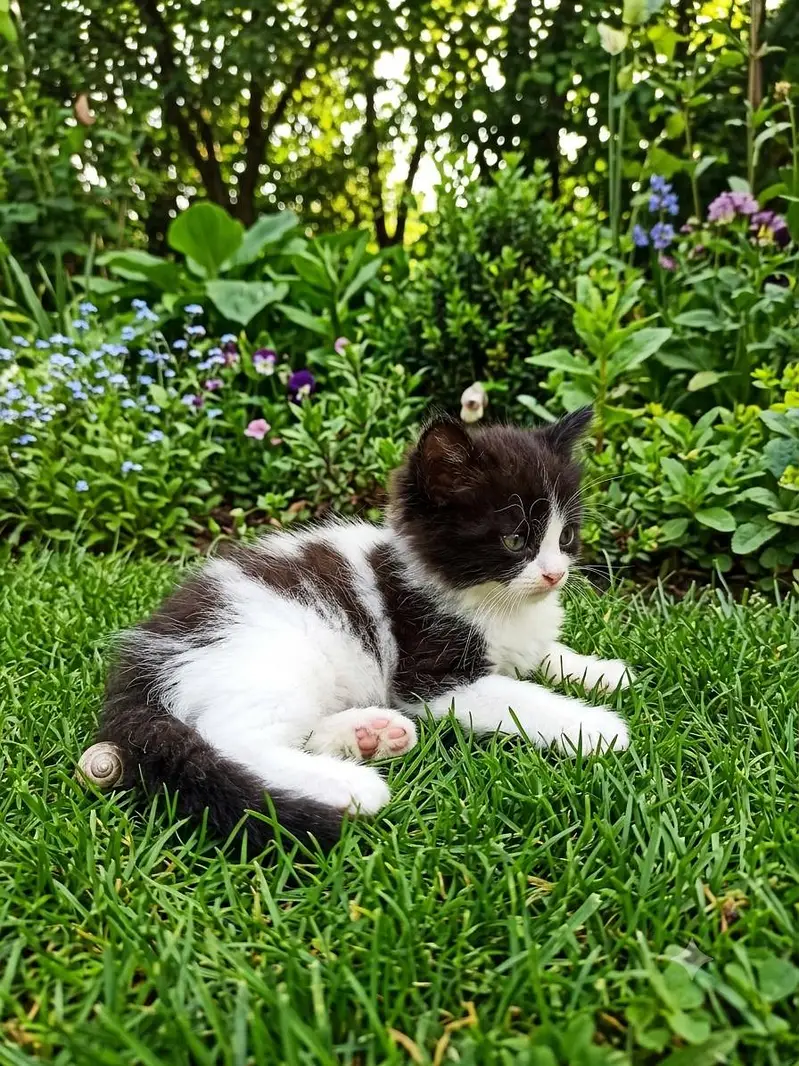 a cute Persian kitten for sale — photo 3