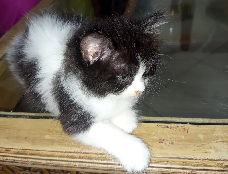 a cute Persian kitten for sale — photo 4