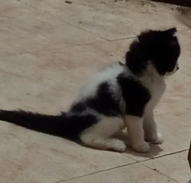 a cute Persian kitten for sale — photo 5