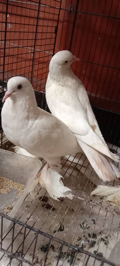 pigeon
