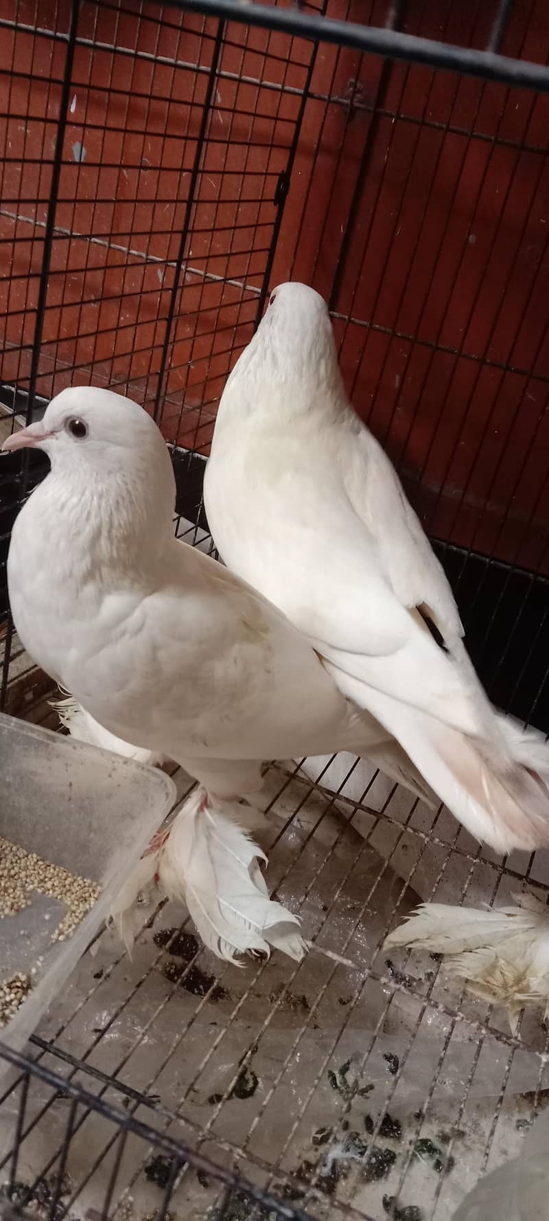 pigeon 1