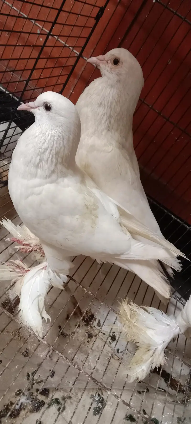 pigeon — photo 3