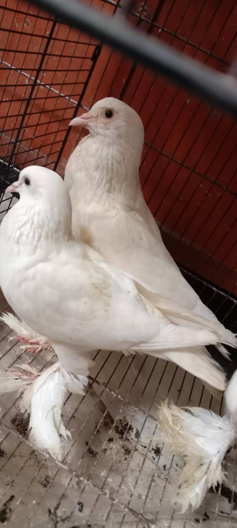 pigeon 3