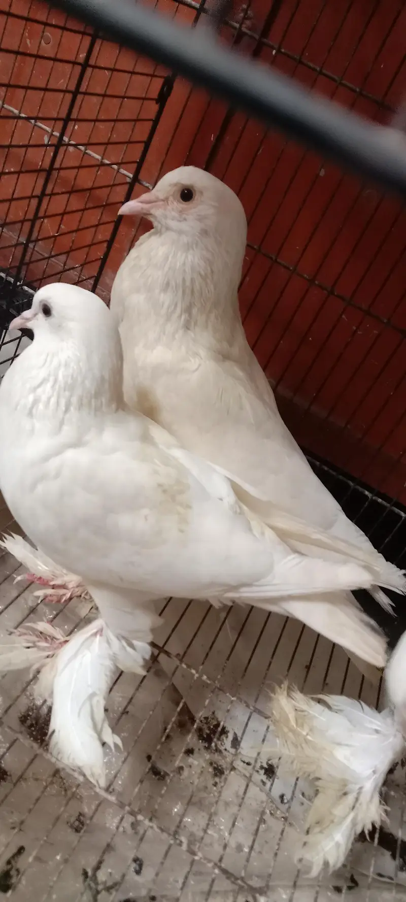 pigeon — photo 4