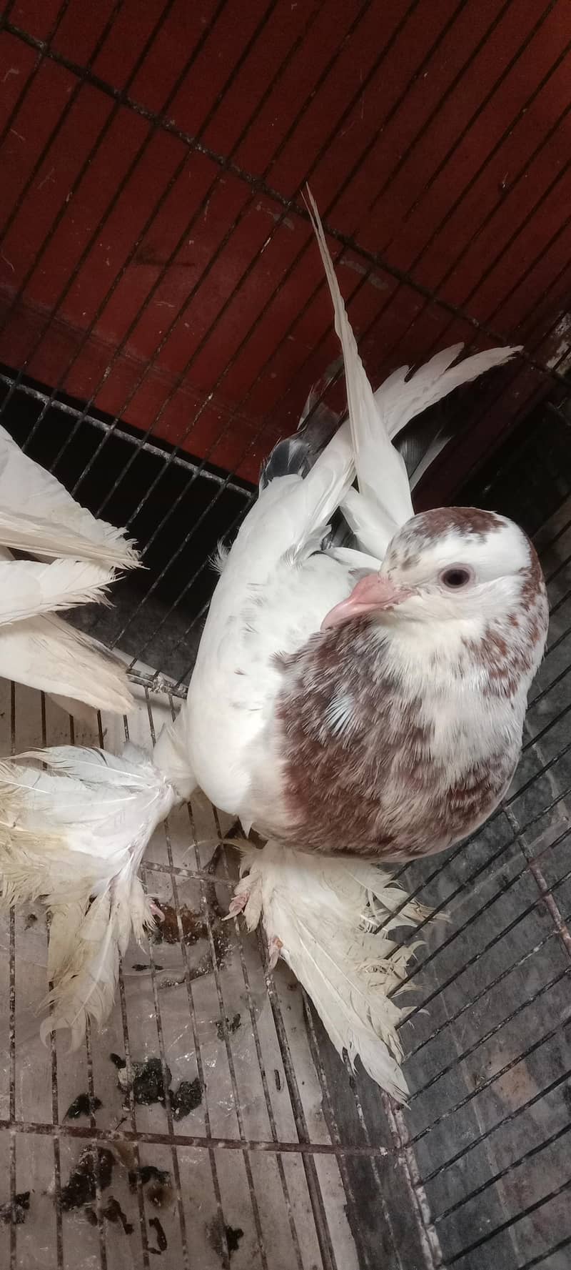 pigeon 4