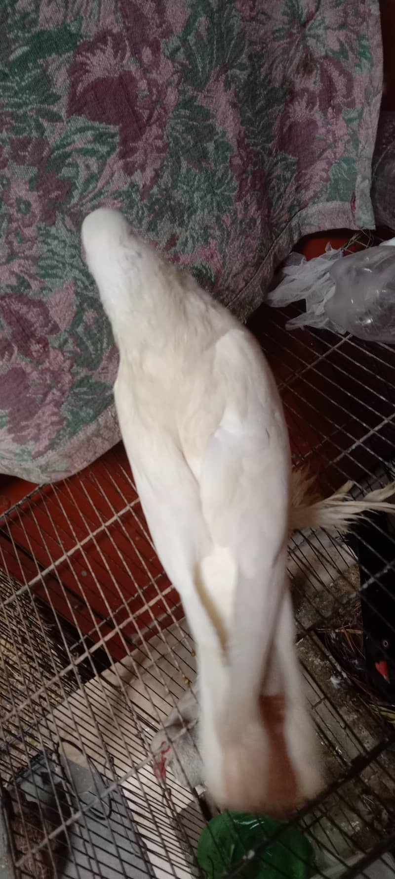 pigeon 5
