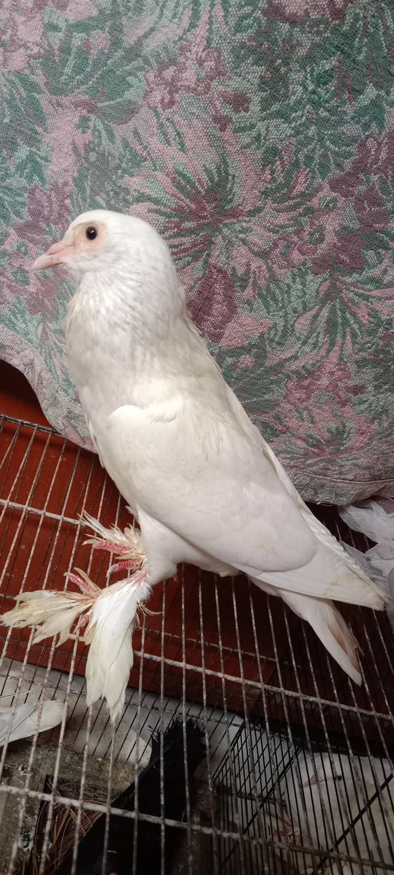 pigeon 6