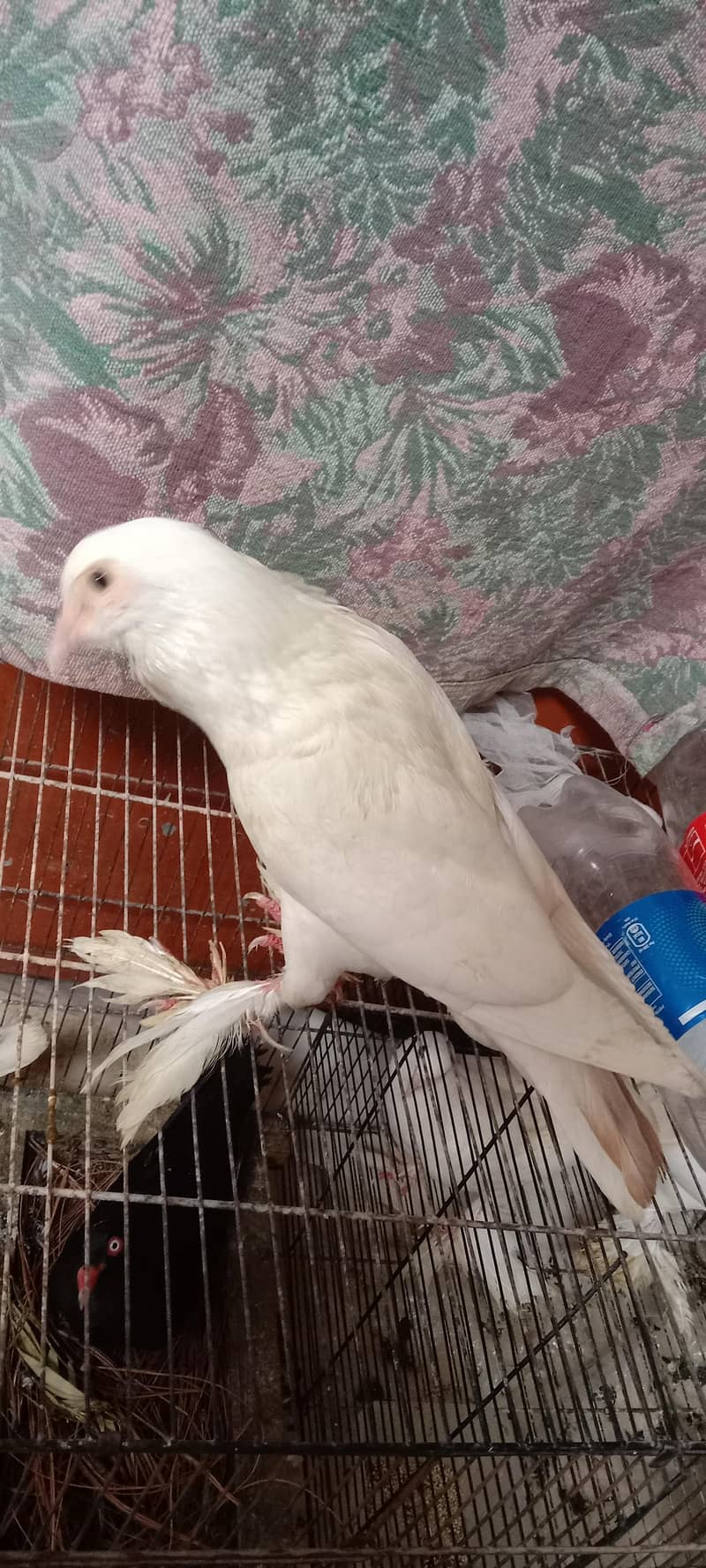 pigeon 7