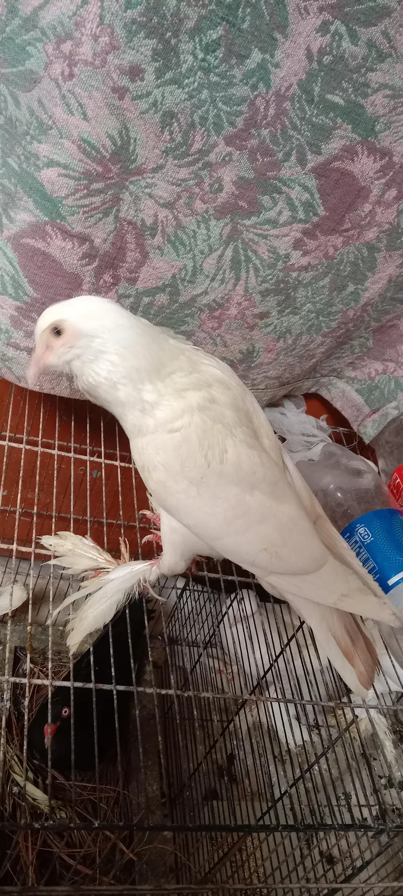 pigeon — photo 8