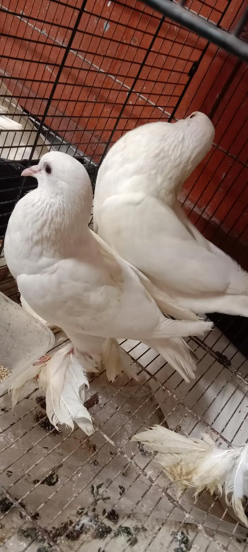 pigeon — photo 9