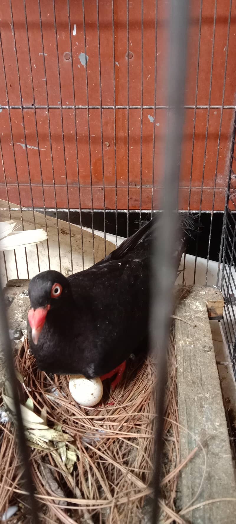 pigeon 9
