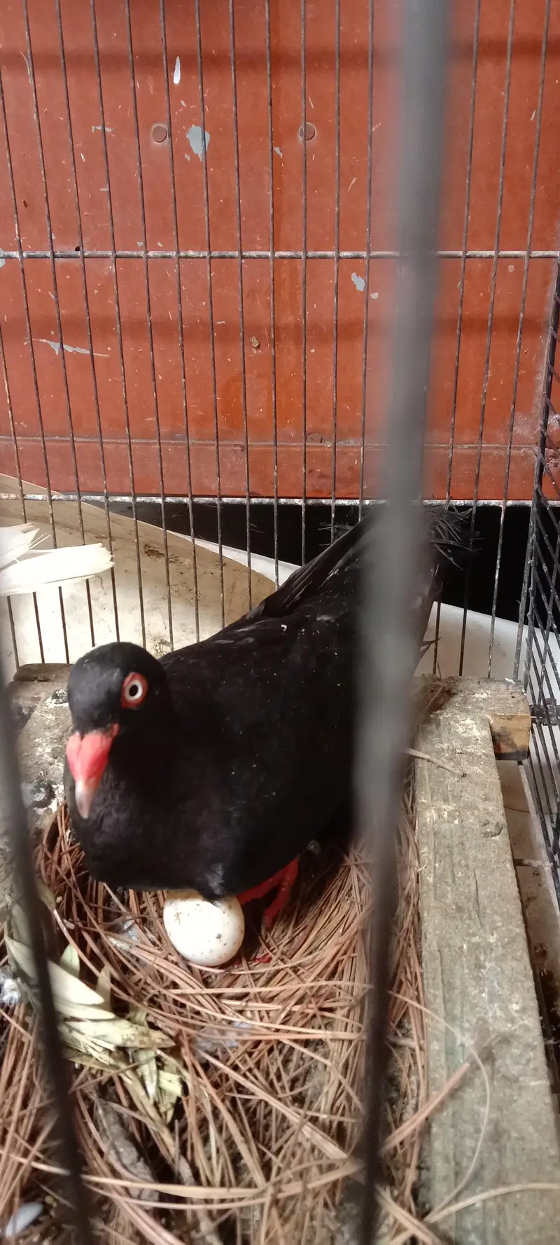 pigeon — photo 10