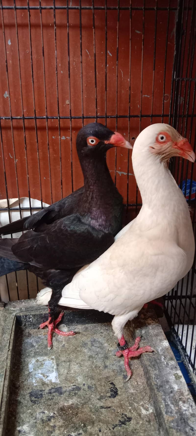 pigeon 10
