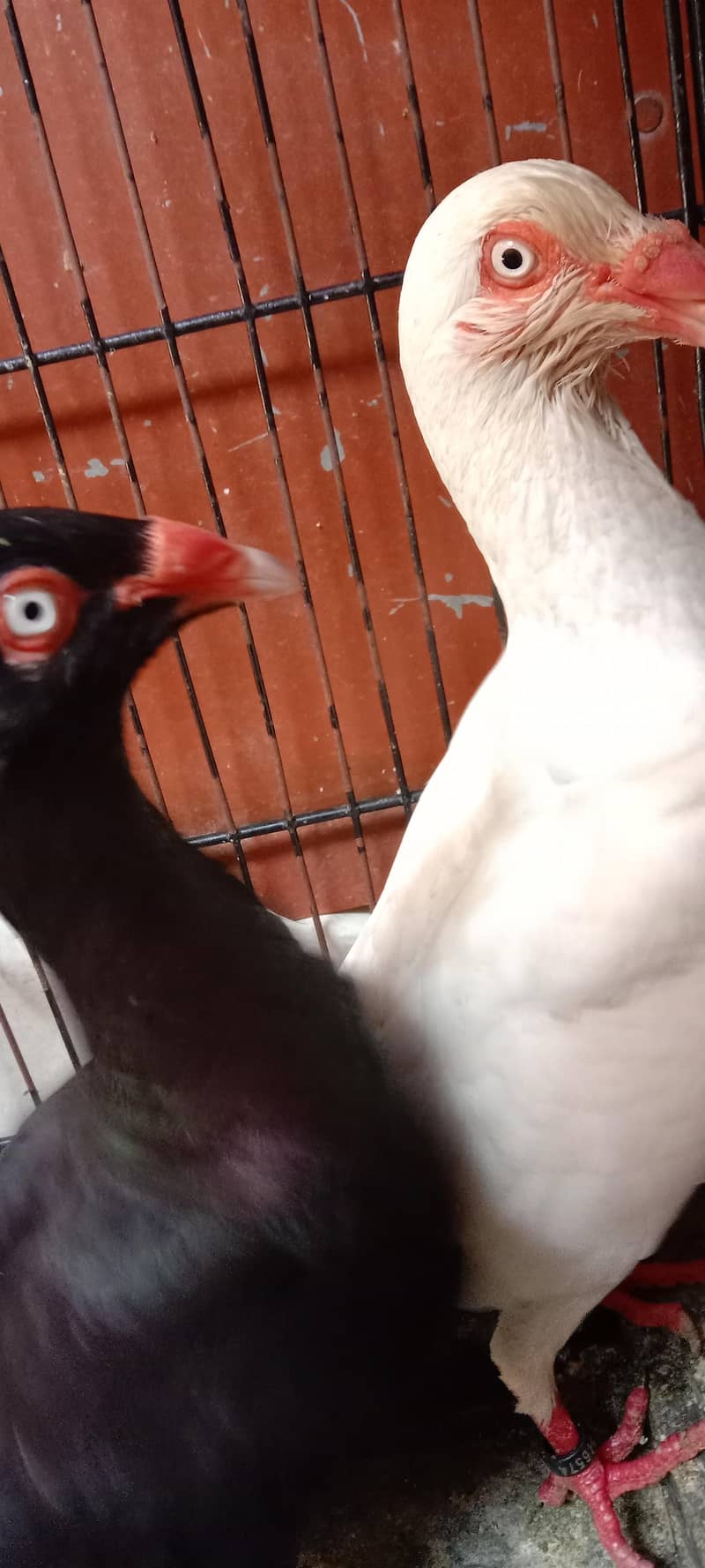 pigeon 11