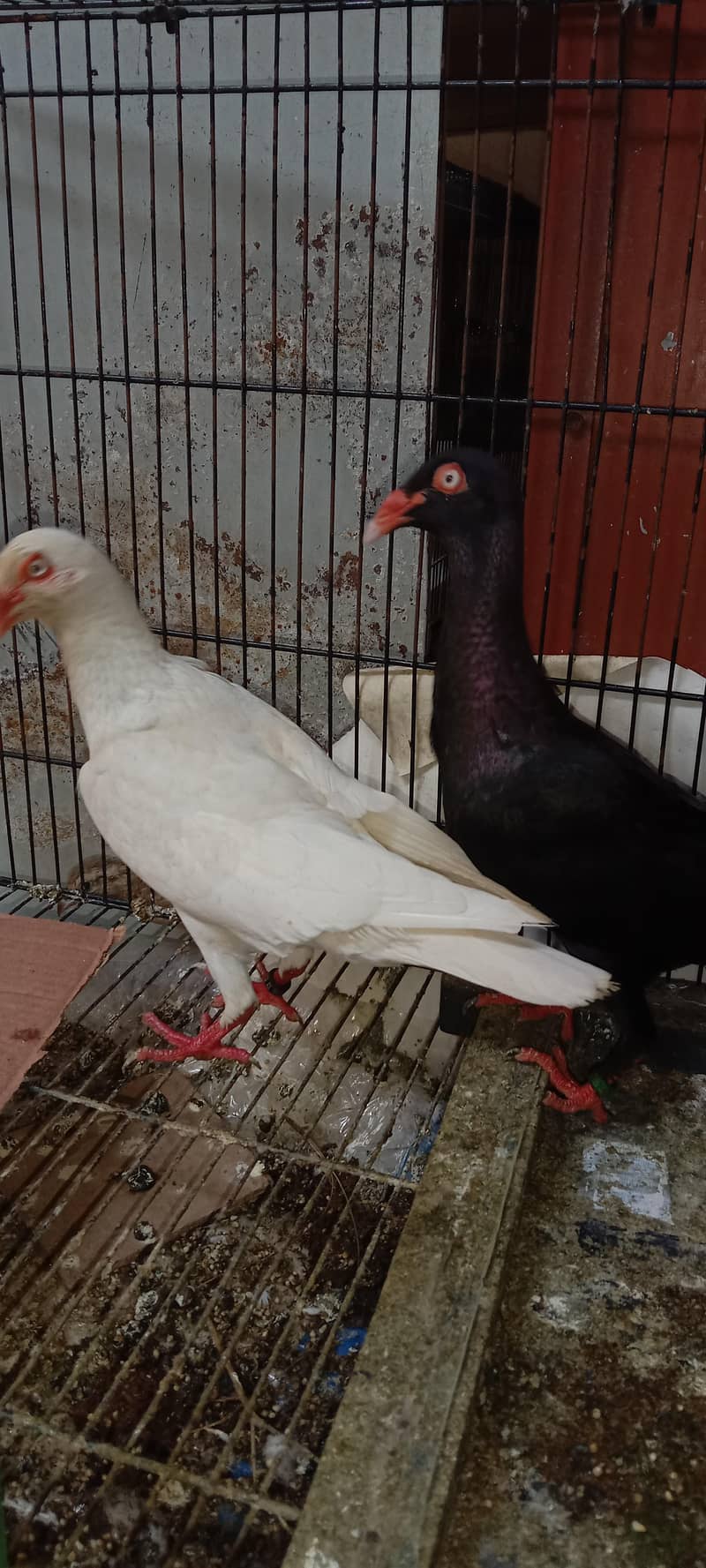 pigeon 12