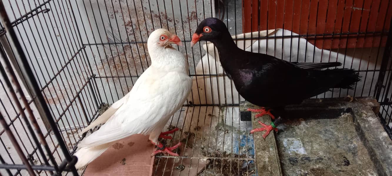 pigeon 16