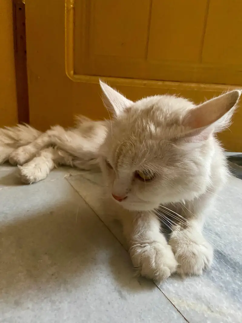 Persian cat for sale — photo 2