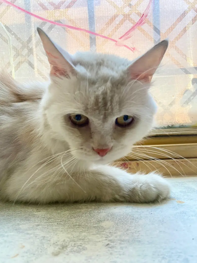 Persian cat for sale — photo 3