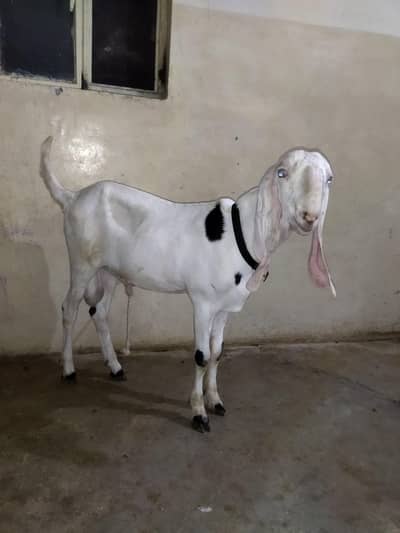 Rajanpuri