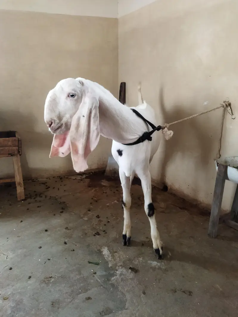 Rajanpuri — photo 3