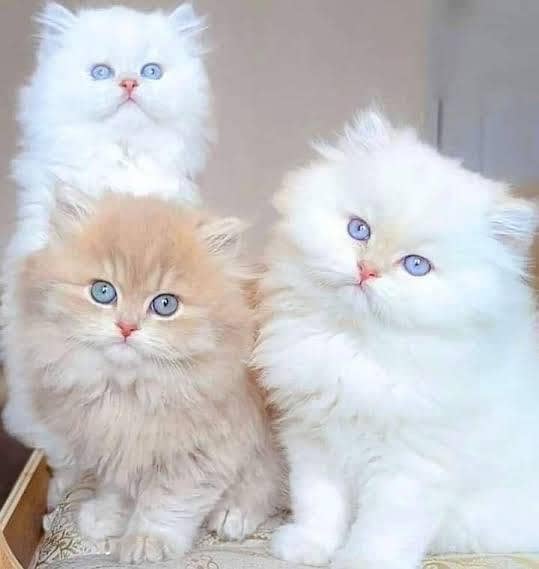 Persian kittens 1