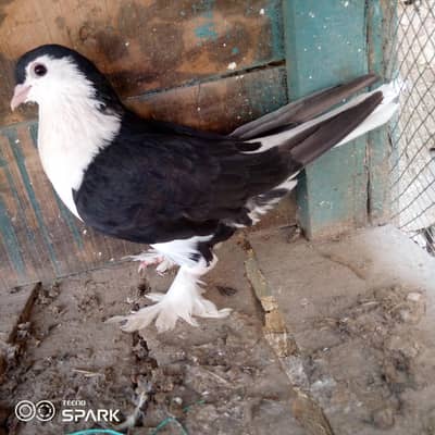 multani sherazi female
