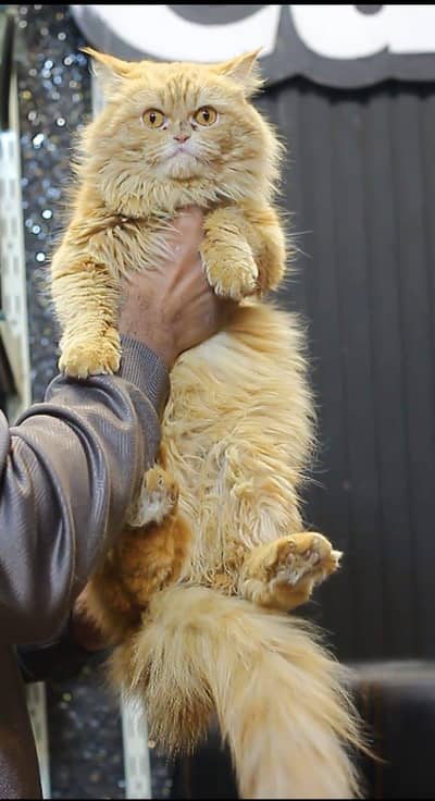 female cat