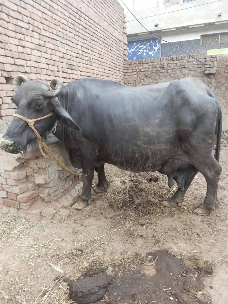 بھینس فار سیل فل تیار ہے 0