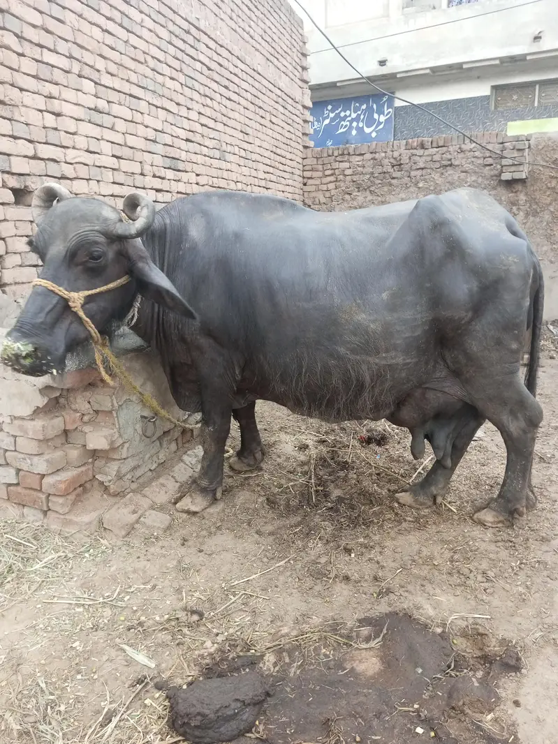 بھینس فار سیل فل تیار ہے